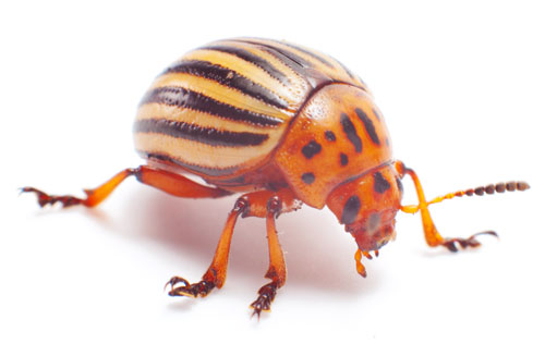 orange-bug.jpg